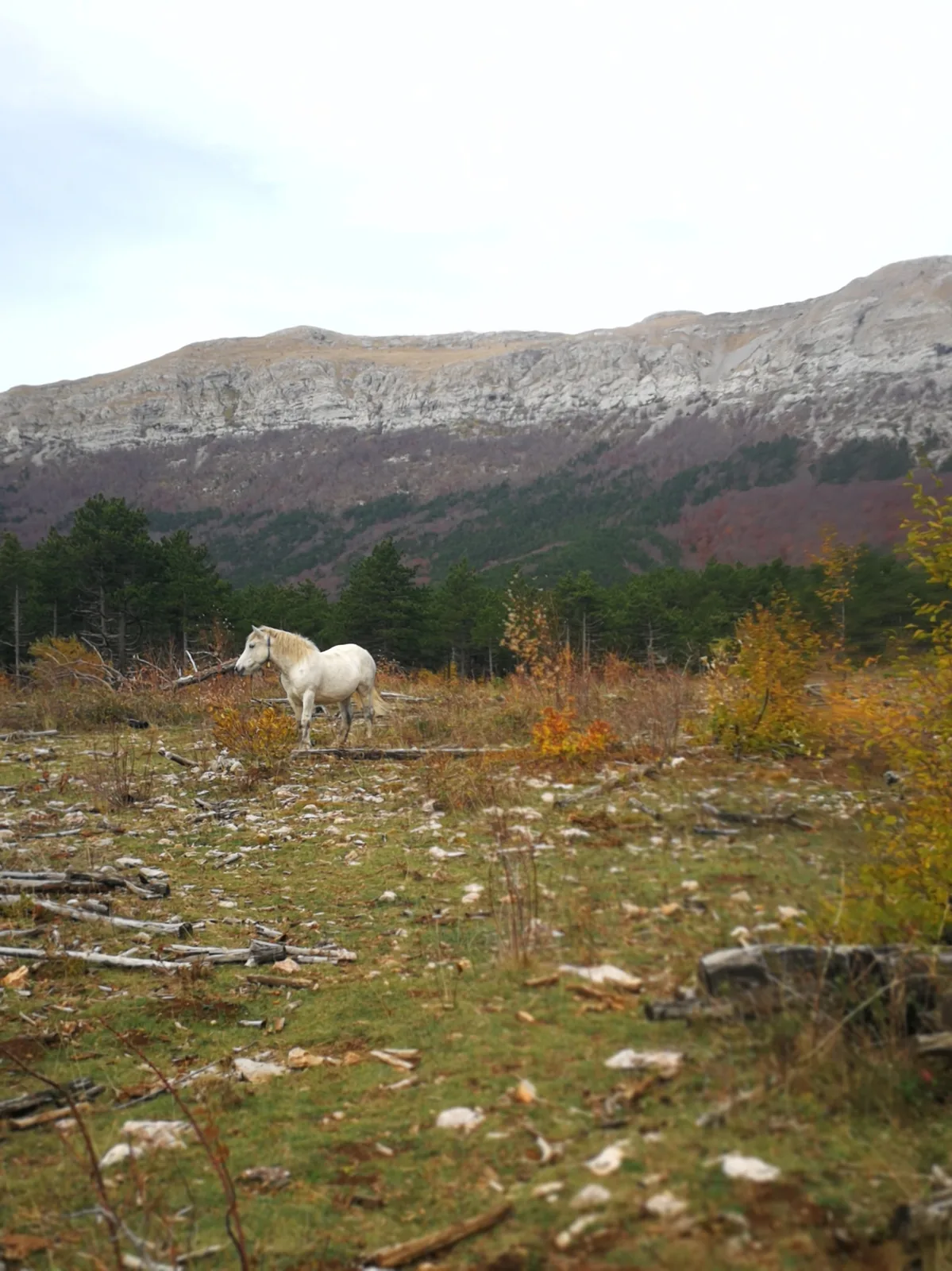 Šešeljevac