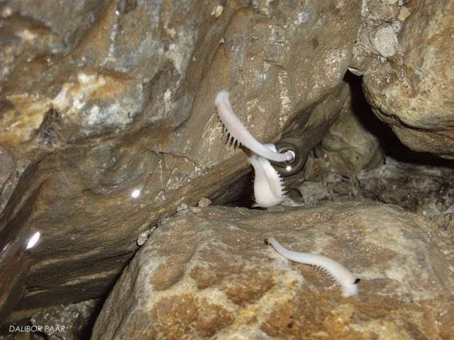 Pijavica Croatobranchus mestrovi