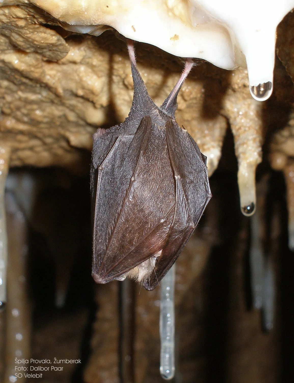 Živi svijet i osnovni pojmovi u speleologiji